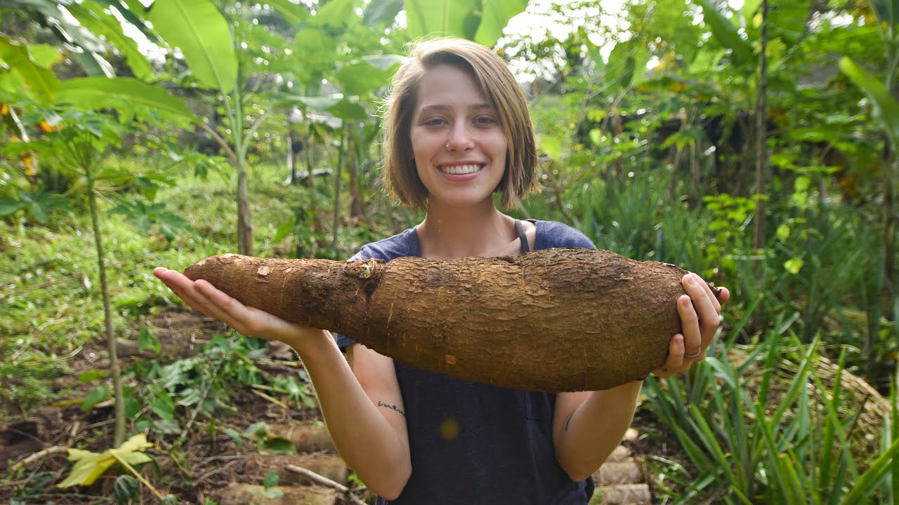 Manejos da Agrofloresta