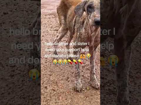 #animalrescuer #animalrescue #animals #safeanimalshelter #animalwelfare #animalrescueteam