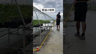 雨が降ったので防除します #いちご #農業 #農協