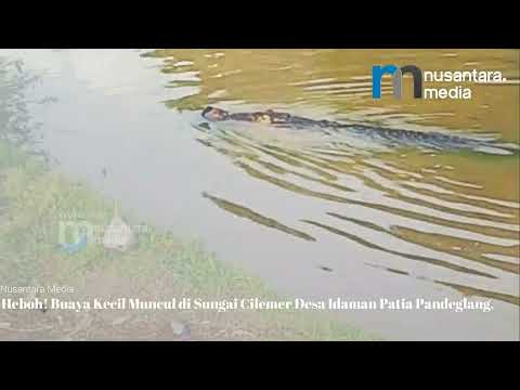 Seekor buaya berukuran setengah hingga satu meter terlihat di Kali Cilember pada Sabtu 28 Maret 2026