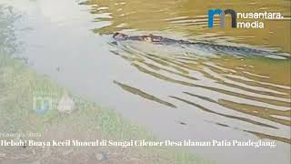 Seekor buaya berukuran setengah hingga satu meter terlihat di Kali Cilember pada Sabtu 28 Maret 2026