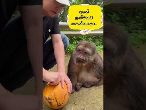 තැඹිලි ගෙඩිය.....#pets #srilanka #youtubeshorts