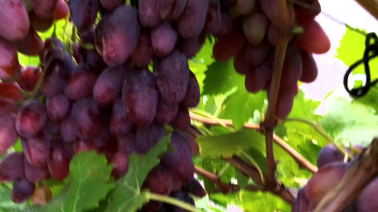 Виноград Зарево