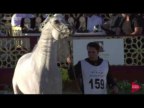 N.159 NIMR AL NAIF - 2019 Qatar Int. Peninsula show - Stallions 4 to 10 years old (Class 10)