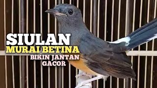 Download lagu SUARA MURAI BATU BETINA memanggil jantan agar Emosi jadi NYAUT BUNYI GACOR BONGKAR MATERI ISIAN  mp3