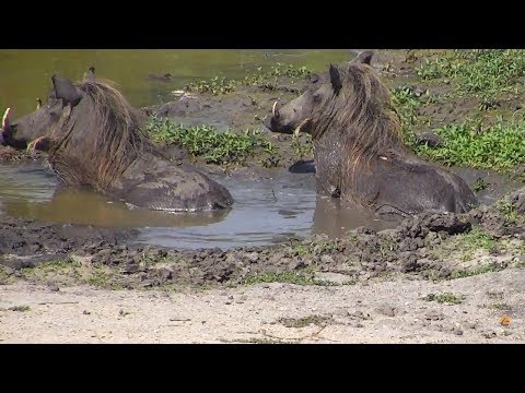 2017/10/25 Reserve Waterhole~Warthogs taking a mudbath~