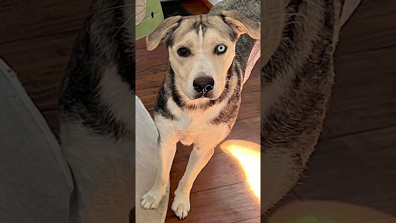 Enlarge Lola, an adopted mixed breed in Amherst, MA video 6/6