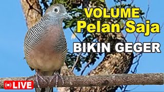 Download lagu suara burung Perkutut Lokal Gacor alam bebas - paling manjur buat masteran mp3