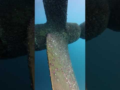 Diver cleaning the ship’s propeller