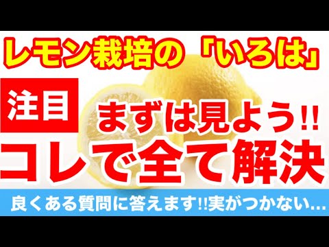 園芸 レモンの木に関するよくある質問