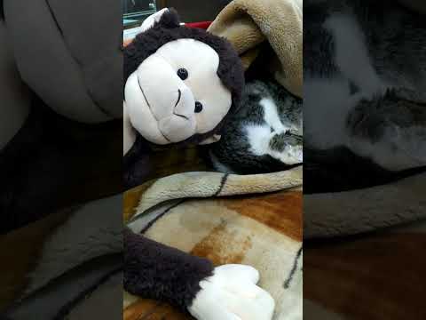 munia sleeping with its friend#shorts#munia