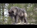 Gray Wolf Kinari Zen Moment