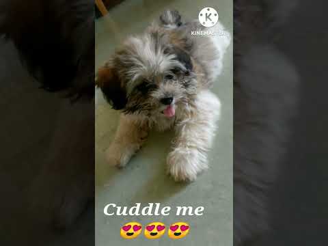 #furbaby #paws #puppy #dog #adorable #cute