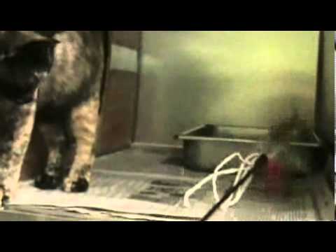 Meet Keisha a Domestic Shorthair currently available for adoption at Petango.com! 9/19/2011 10:02:56