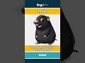 mole - a small animal that lives u... video thumbnail