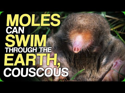 Moles Can Swim Through The Earth, Couscous