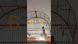CURIO BIZZU DOS CASCAIS