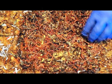 Impromptu ANC haul-out & rebuilt bed in same bin - worm farm vermicompost