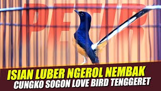 Download lagu Murai MAIN NGOTOT Muntah isian tembakan mewah - cungkok - lovebird - sogon - tenggeret | shama bird mp3