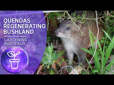 Quendas – cute little marsupials that help regenerate bushland and reduce fuel loads.