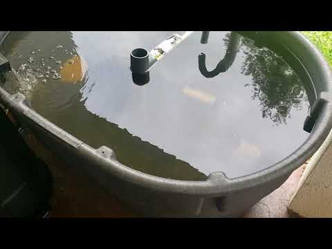 How I Started Raising Tilapia and Catfish - Small Scale Aquaculture