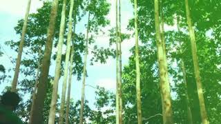 Download lagu Salam pramuka mp3