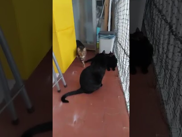 Vídeo relacionado con HOBBIESAY Broche de gato de dibujos animados con diseño de gatos blancos y negros, broches esmaltados de aleación para bolsos, chaquetas, mochilas, ropa, S, Aleación y esmalte