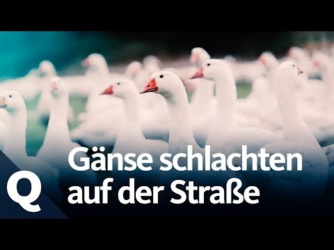 Experiment: How passersby react to animal slaughter | Quarks