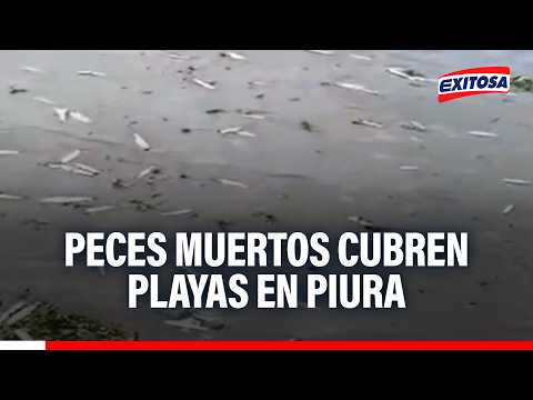 🔴🔵 Alarma ambiental en Piura: Toneladas de peces muertos cubren las playas de Sechura