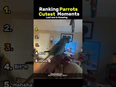 Ranking Parrots cutest Moments