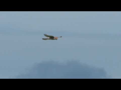 Falco tinnunculus - Belatz gorria - Cernícalo vulgar