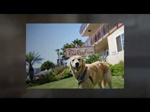 PAWsome Pet Friendly Accommodation at Red Roof Inn