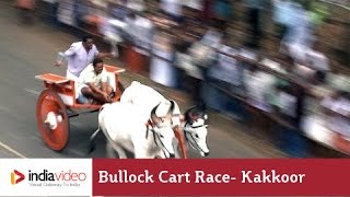 Bullock Cart Race, Kakkoor in Kochi