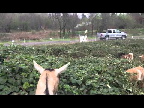 Goats hired to eat blackberry bushes