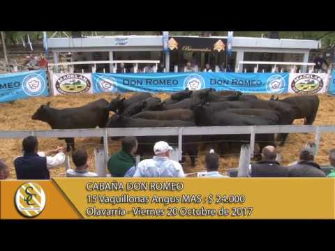 20-10-17 Venta de Vaquillonas Angus MAS - Cabaña Don Romeo - Olavarria.