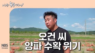 [나는농부다 308회] 오건 씨 양파 수확 위기