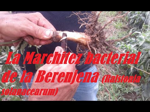 , title : 'ENFERMEDADES DE LA BERENJENA: MARCHITEZ BACTERIAL O DORMIDERA'