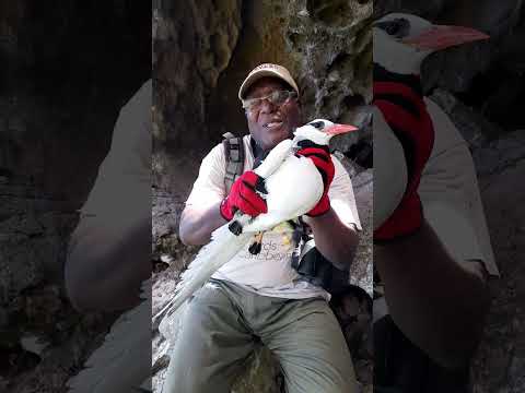 Scriber holding a Red-billed Tropicbird on a nest survey