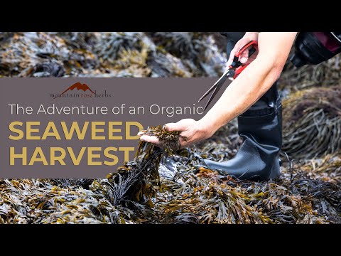 The Adventure of an Organic Seaweed Harvest