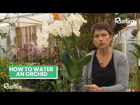 💧 Expert Tips on Watering Potted Orchids! 🌸 Keep Your Orchid Roots Healthy 🌿