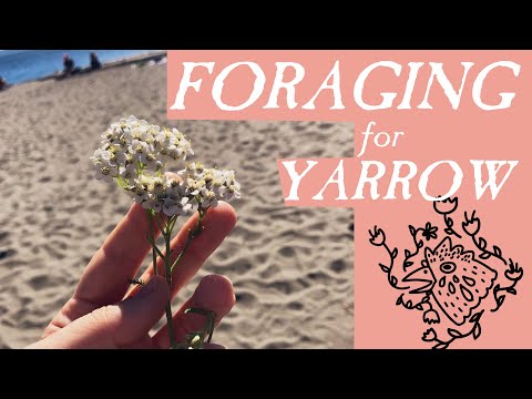 FORAGING FOR YARROW - Pacific Northwest Summer Foraging