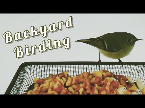 Ruby-Crowned Kinglet visits my Bird Feeder!
