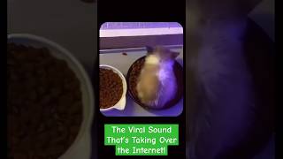 Download lagu WiWiWi Cat ! 🐱🎶 #WiWiWi #cat mp3