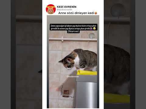 Anne sözü dinleyen kedi😂