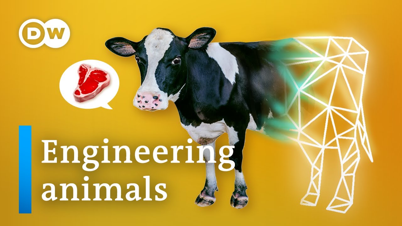 The race to design the perfect farm animal