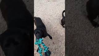 Video preview image #1 Labrador Retriever-Pembroke Welsh Corgi Mix Puppy For Sale in York, SC, USA