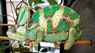 Cuidados básicos de camaleones