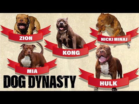 Hulk's Family Tree! Meet All The Dogs Of DDK9s | DOG DYNASTY
