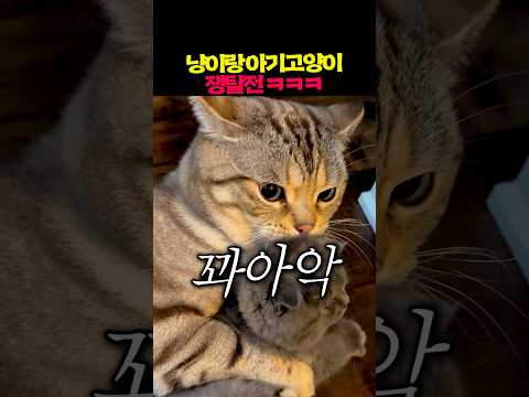 아기고양이 서로 갖겠다고 싸우는 주인과 냥이