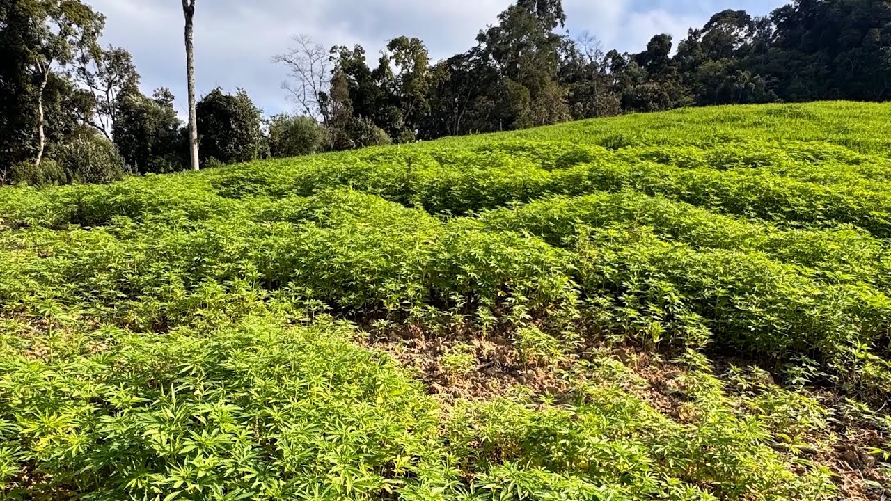 Miniatura do YouTube